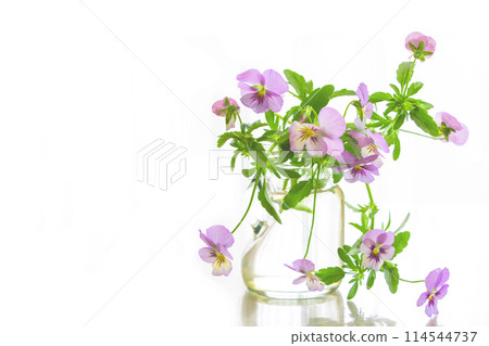 Viola in a clear glass bottle, white background Viola in a clear glass bottle, white background 114544737