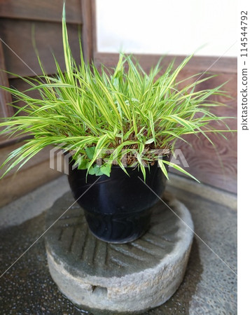 A group planting of striped lilies 114544792