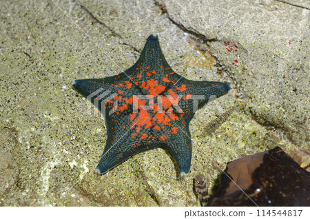 Starfish 114544817