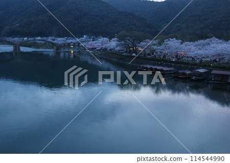 「錦帶橋與夜間櫻花」櫻花點燈山口縣岩國市夜間櫻花#JapanTourism錦帶橋 「錦帶橋與夜間櫻花」櫻花點燈山口縣岩國市夜間櫻花#JapanTourism錦帶橋 114544990
