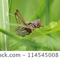 Grasshopper resting on a grass plant 114545008