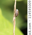 Bug 114545009