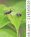 Waiting for prey on the leaves 114545010