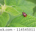 Leaf beetle on a leaf 114545011