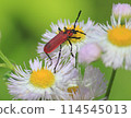A red long-horned beetle resting on a philly flower 114545013
