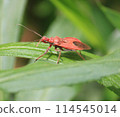 stink bug perched on a leaf 114545014