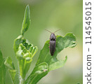 Click beetle 114545015
