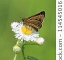 Skipper butterfly resting on a dandelion flower 114545016