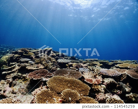 Sunlight shining down on underwater coral fields 114545259