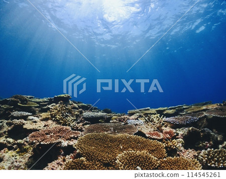 Sunlight shining down on underwater coral fields 114545261