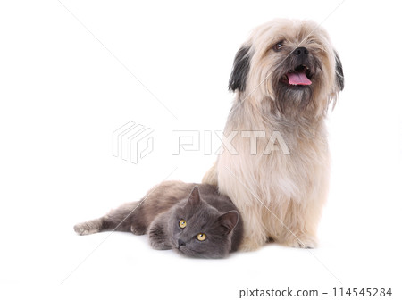 Dog and cat isolated on a white background 114545284