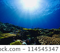 Sunlight shining down on underwater coral fields 114545347