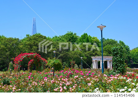 Korea's famous rose spot: Olympic Park [Songpa-gu, Seoul] 114545406