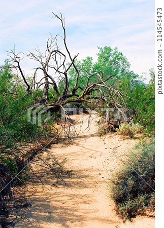 Arizona Desert Arroyo on Film Arizona Desert Arroyo on Film 114545473