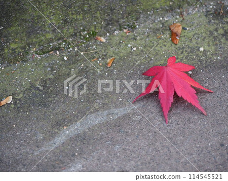秋天的葉子在地上 114545521