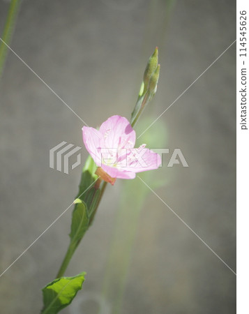 Weed series_Yugesho Weed series_Yugesho 114545626