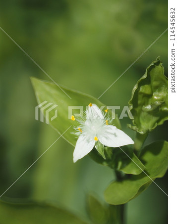 雜草系列_粳稻發作_需警覺的外來物種 雜草系列_粳稻發作_需警覺的外來物種 114545632