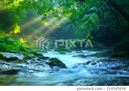 Kikuchi Gorge with Light (Kikuchi City) 114545656