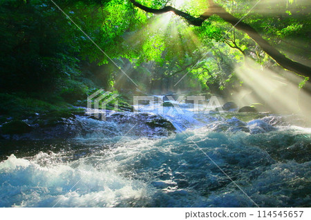Kikuchi Valley with beautiful rays of light (Kikuchi City) 114545657