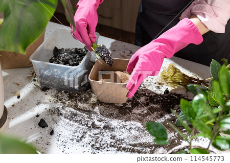 A person in pink gloves is planting a terrestrial plant in a pot in the garden A person in pink gloves is planting a terrestrial plant in a pot in the garden 114545773