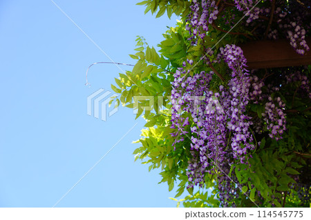 富士 富士 114545775