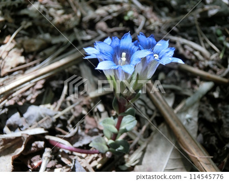 風得里龍膽草(寒峰山・5/11) 風得里龍膽草(寒峰山・5/11) 114545776