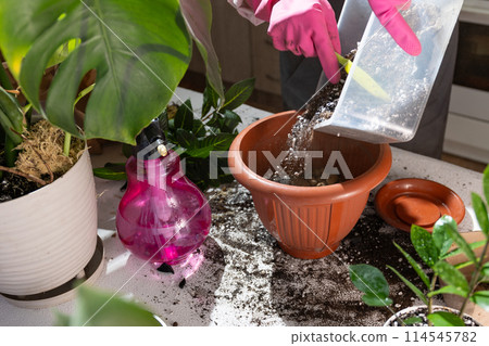 Watering a houseplant in a flowerpot to help the plant grow 114545782