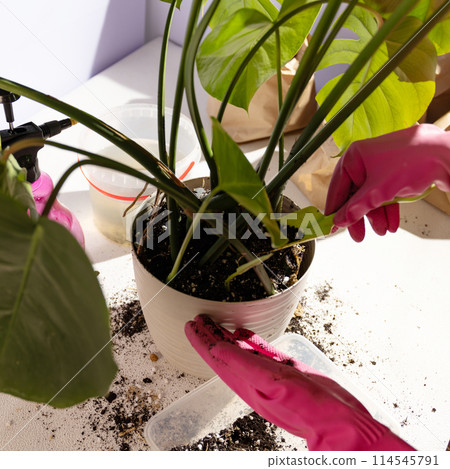 A person in pink gloves watering a houseplant in a flowerpot 114545791