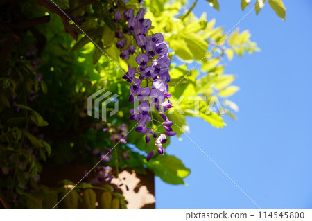 富士 富士 114545800