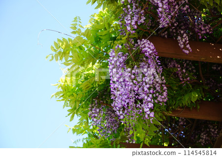 富士 富士 114545814