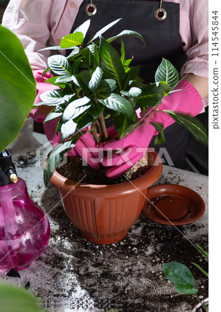 A woman plants a terrestrial plant in a purple flowerpot 114545844
