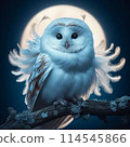 Owl 114545866
