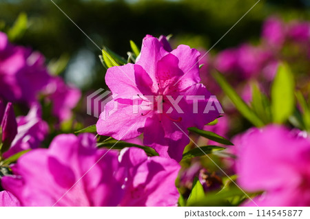 Azalea Azalea 114545877