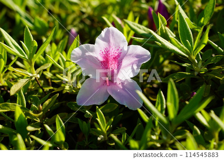 Azalea Azalea 114545883