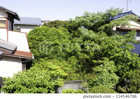 Overgrown trees in the garden of an abandoned house 114546786