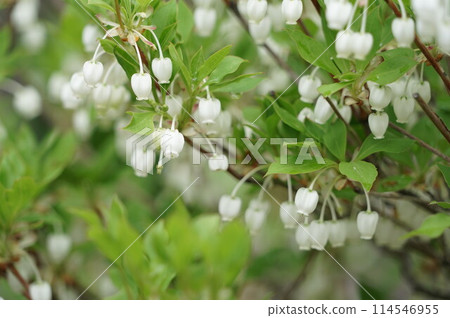 Dudedzia花 114546955