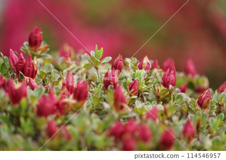 紅杜鵑花 紅杜鵑花 114546957
