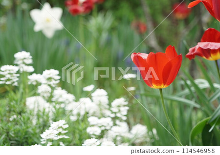 Spring garden with tulips and daffodils Spring garden with tulips and daffodils 114546958