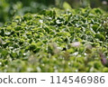 Fresh green of rain 114546986