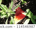 Sparkling water droplets on tulip petals 114546987