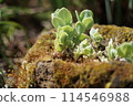 Moss and succulent plants 114546988