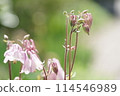Columbine flower 114546989