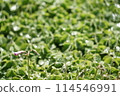 Shining green leaves after the rain 114546991