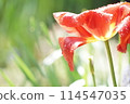 Tulips past their peak and wet with rain 114547035