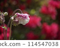 Spring flowers blooming in a garden after the rain 114547038