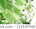 Leaves wet with rain 114547040