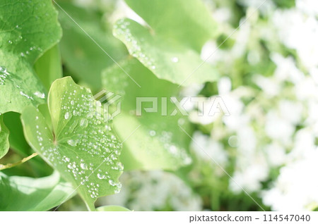 雨淋濕了 114547040
