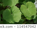Leaves with raindrops 114547042