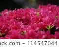 Red azalea after the rain 114547044