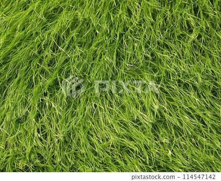 草背景材料 114547142